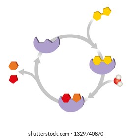 Enzyme Function. Macromolecular Biological Catalysts.