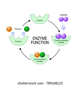 Enzyme Function. Substrate, Product, Enzyme-product Complex And Enzyme-substrate Complex. Diagram For Medical, Educational And Scientific Use.