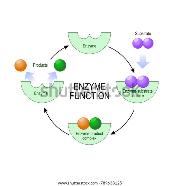 Enzyme Function Substrate Product Enzymeproduct Complex Stock ...