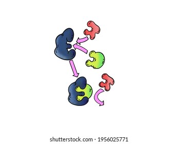 Enzyme Inhibition On The White Background.