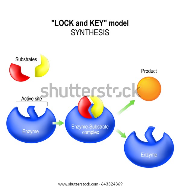 酵素 ロックとキーモデル 統合 代謝過程 酵素 基質複合体 基質 生成物 活性部位 のイラスト素材