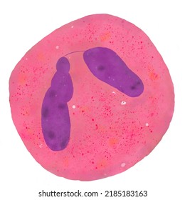 Eosinophil- In This Image We Can Observe An Eosinophil, An Immune System Cell Present In The Blood