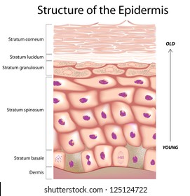 Epidermis Of The Skin