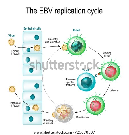 The Epstein-Barr virus (EBV) replication cycle (Entry to the cell, latency and reactivation). human herpesvirus. the cause of infectious mononucleosis and cancer. Stock photo © 