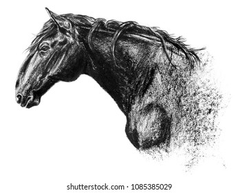 Equus bohemicus, the kladruber drawing, charcoal realistic portrait isolated on white, hand drawn