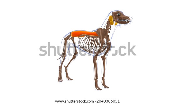 Erector Spinae Muscle Dog Muscle Anatomy Stock Illustration 2040386051 ...