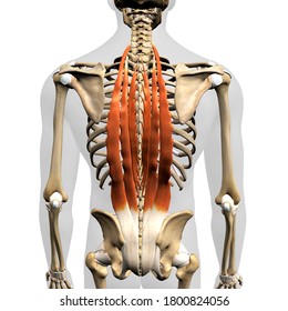 Erector Spinae Muscles In Isolation Rear View Of Human Anatomy, 3D Rendering	