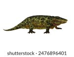 Eryops Amphibian 3d illustration - Eryops was an semi-aquatic ambush predator much like the modern crocodile and lived in Texas, New Mexico and the Eastern USA in the Permian Period.