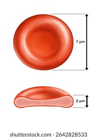 Erythrocyte average diameter and thickness. Digital illustration.