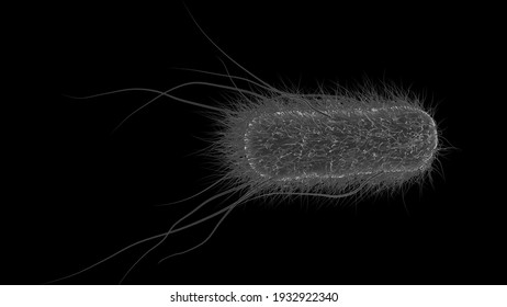 Escherichia Coli Or E. Coli Bacterium Structure, 3d Rendering Illustration Hairy Bacteria With Flagella Medical Imagery SEM Imitation