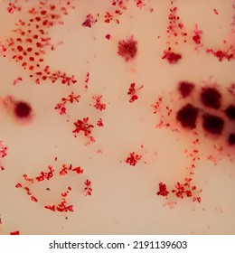 Escherichia Coli (E. Coli.) Cells Or 3D Bacteria Under Microscope