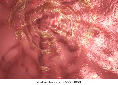 Esophagus Mucosa And Esophageal Sphincter, 3D Illustration