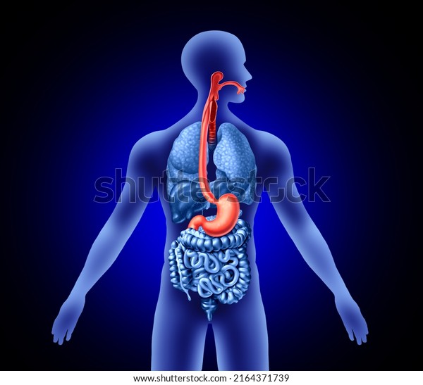 Esophagus And Stomach concept\
with trachea as a human organ representing swallowing or sore\
throat and digestive symptoms with 3D illustration elements.\
