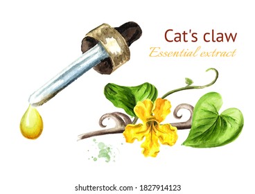 Essential extract of Cats claw or Uncaria tomentosa drop. Watercolor hand drawn illustration, isolated on white background