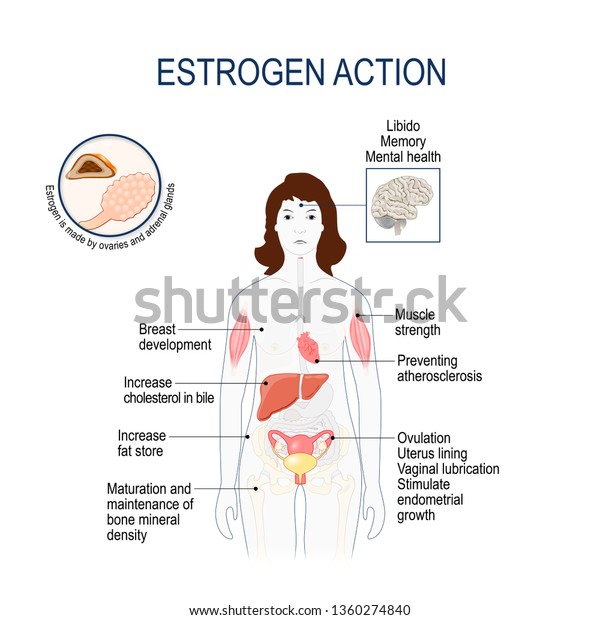 Estrogen action. Oestrogen, or estradiol is the\
primary female sex hormone. Woman silhouette with highlighted \
internal organs (liver, uterus, ovary, brain, adrenal gland, bone,\
muscle and\
heart)
