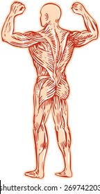 Etching engraving handmade style illustration of human muscular system anatomy skeletal muscle tissue set on isolated white background. 