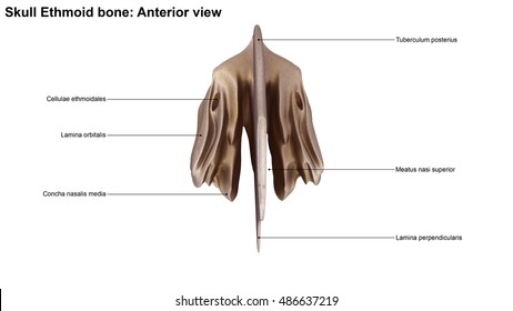 Ethmoid Bone Anterior View 3d Illustration 