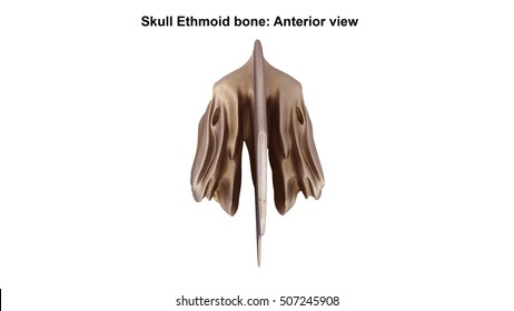 Ethmoid Bone Anterior View 3d Illustration