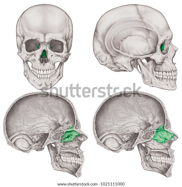 The\
ethmoid bone of the cranium, the bones of the head, skull. The\
individual bones and their salient features in different colors.\
Anterior, lateral, parasagittal and sagittal\
view.