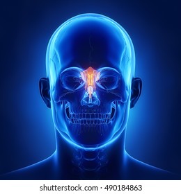 Ethmoid Bone - Os Ethmoidale