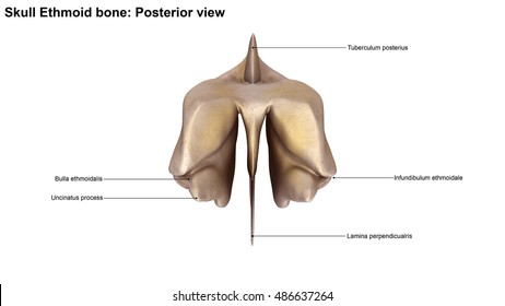 ethmoid bone labeled nasal septum