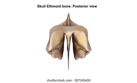 Ethmoid Bone Posterior View 3d Illustration