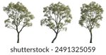 Eucalyptus amygdalina (black peppermint) flowering tree frontal set trees isolated in sunny daylight on a white background perfectly cutout