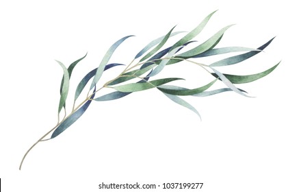 Eucalyptus branch isolated on white background. Watercolor hand drawn illustration.