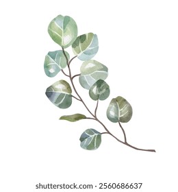 Eucalyptus branch. Watercolor illustration. Airy watercolor for creating postcards, invitations to weddings, birthdays, etc. Botanical drawing of green leaves. For design of cosmetics, perfumes, etc.  - Powered by Shutterstock