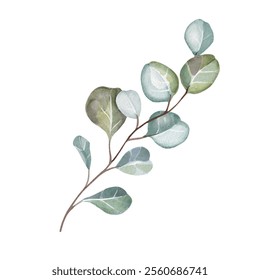 Eucalyptus branch. Watercolor illustration. Airy watercolor for creating postcards, invitations to weddings, birthdays, etc. Botanical drawing of green leaves. For design of cosmetics, perfumes, etc. - Powered by Shutterstock