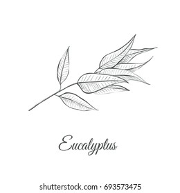 Eucalyptus (Eucalyptus Globulus) Sketch Illustration. Eucalyptus Design Hand Drawing