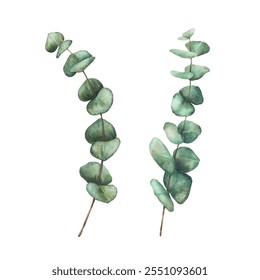 Eucalyptus Greenery set. Watercolor Plant branches with green round Leaves hand drawn botanical illustration for wedding invitation, baptism or christening card. Clipart isolated from background  - Powered by Shutterstock