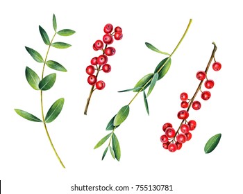 Eucalyptus and ilex branches. Red winterberry. Christmas plant.
Watercolor illustration isolated on white.