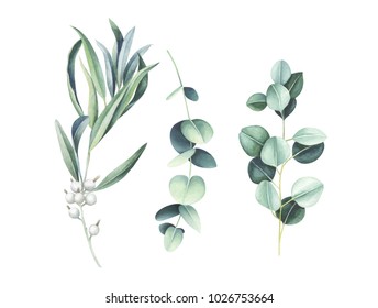 Eucalyptus & wild olive branches isolated on white background. Elegant floral elements. Watercolor hand drawn illustration.