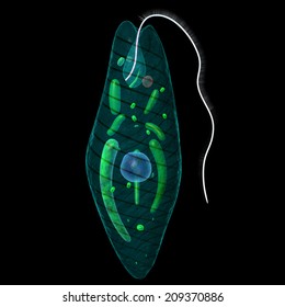 Euglena