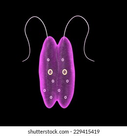 Euglena