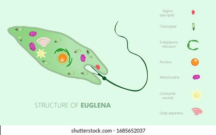 Euglena On Microscope Images Stock Photos Vectors Shutterstock