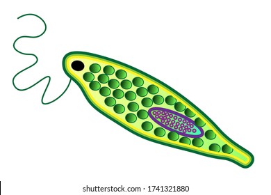 Euglena Granulata: Euglena Is A Genus Of Single Cell Flagellate Eukaryotes