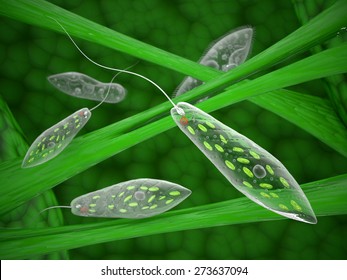 Euglena On Microscope Images Stock Photos Vectors Shutterstock