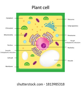 Eukaryote Structures Chart Show Nucleus Smooth Stock Illustration ...