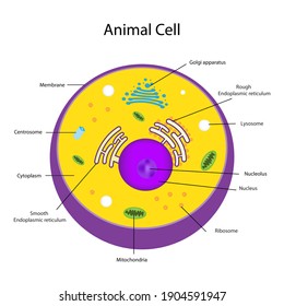 Eukaryotic cell structures show nucleus, smooth and rough endoplasmic reticulum, cytoplasm, Golgi apparatus, mitochondria, membrane, centrosome and ribosome of animal cell