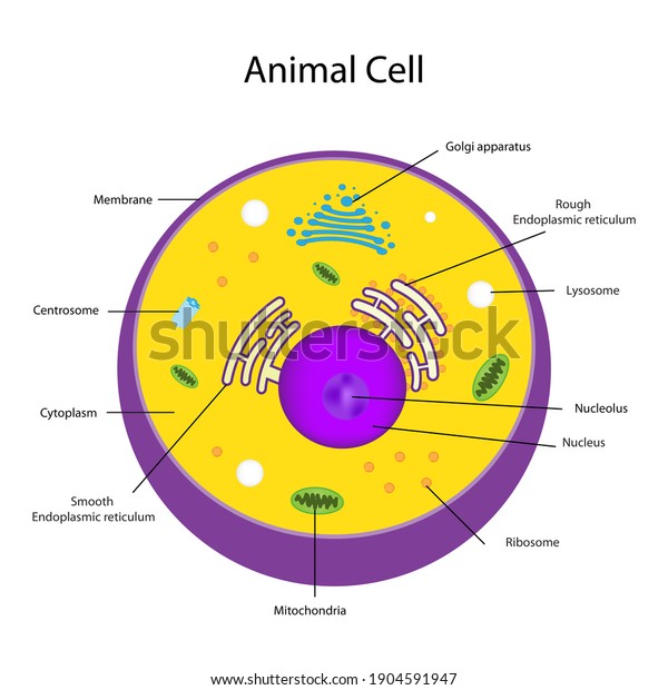 Eukaryotic cell\
structures show nucleus, smooth and rough endoplasmic reticulum,\
cytoplasm, Golgi apparatus, mitochondria, membrane, centrosome and\
ribosome of animal\
cell