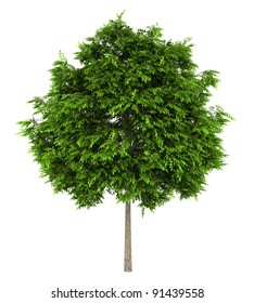 European Ash Tree Isolated On White Background