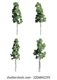 European Aspen Tree On White Background, 3D Illustration, 3D Rendering