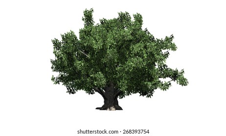 European Beech - Tree On White Background