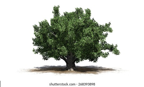 European Beech - Tree On White Background