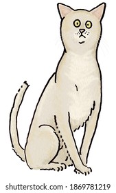 European Burmese Cat Breed Cat Breed Illustration