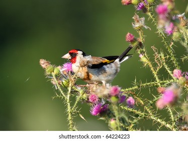 Goldenfinch Images, Stock Photos & Vectors | Shutterstock