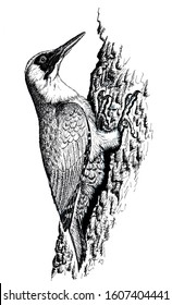 european green woodpecker ink drawing