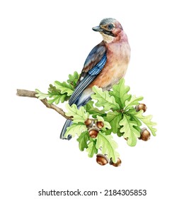 European Jay Bird On The Oak Tree Branch. Watercolor Illustration. Hand Drawn Realistic Jay Perched On The Oak Branch With Green Leaves And Acorns. Wildlife Bird. White Background